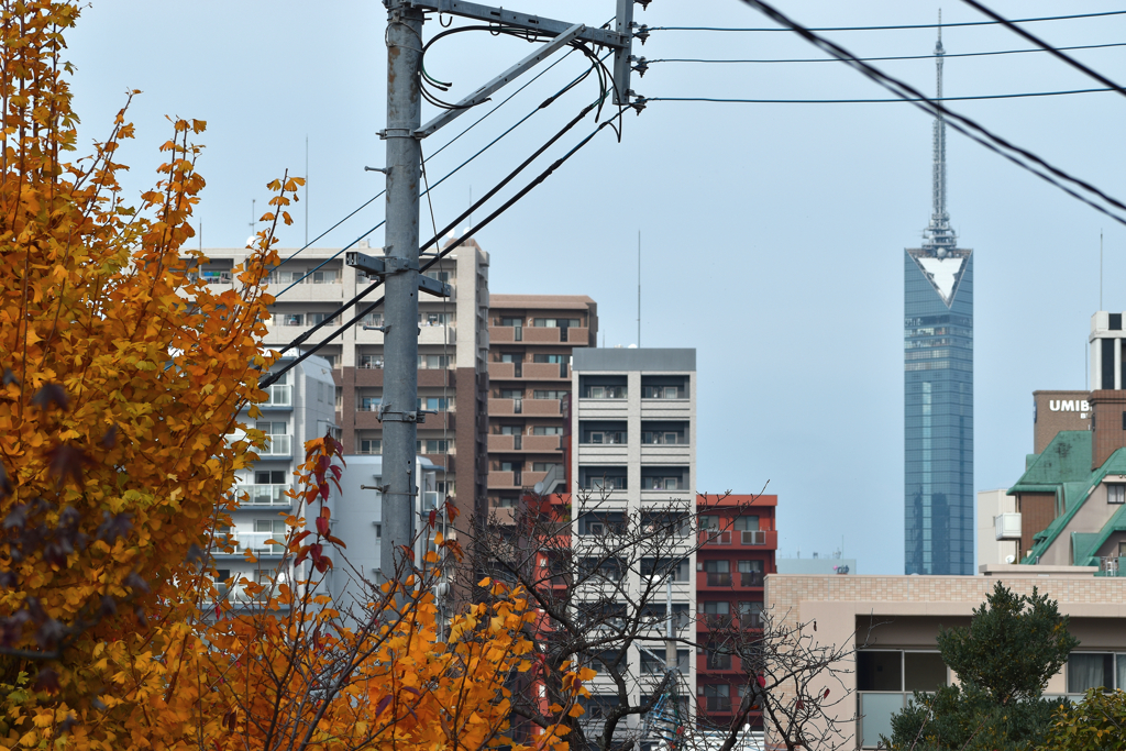 福岡タワーと紅葉