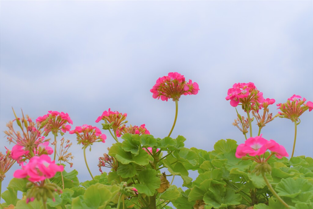 近所の庭の花