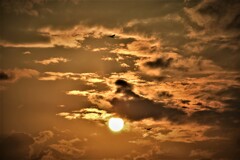 渡り鳥と夕日