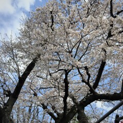 満開桜