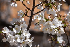 八分咲きの桜