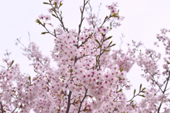 桜の花3