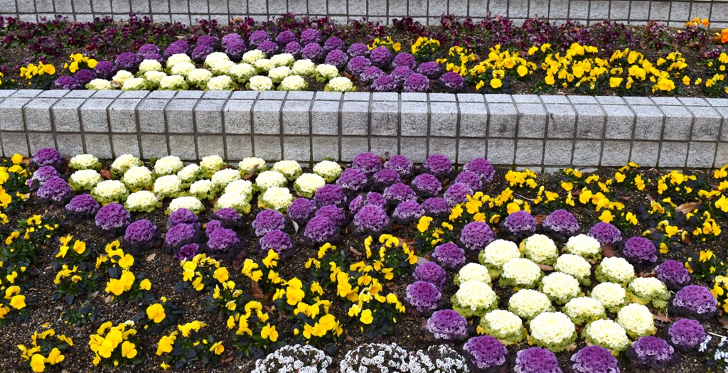 公園の花壇3