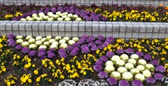 公園の花壇3