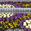 公園の花壇3