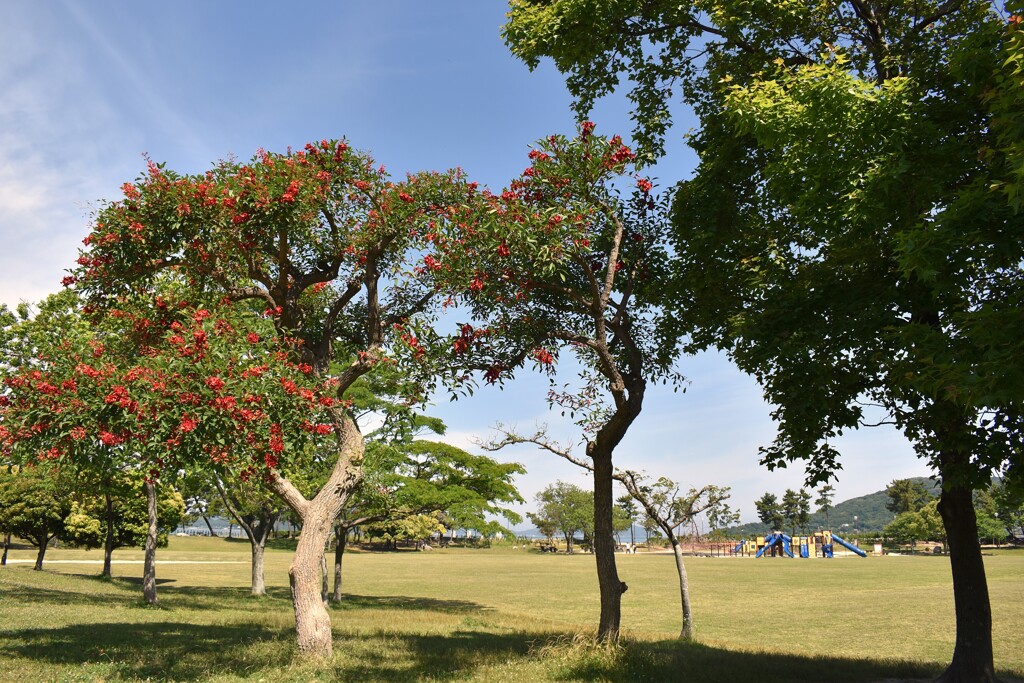 広々とした公園