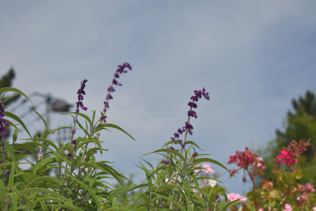 長い紫色の花