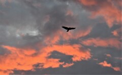 渡り鳥と朝日