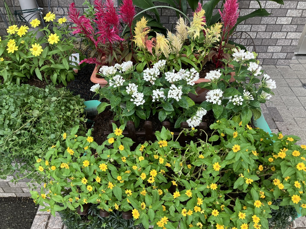 色鮮やかな花