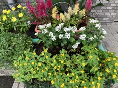 色鮮やかな花
