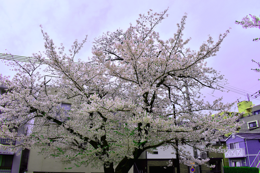 近所の公園