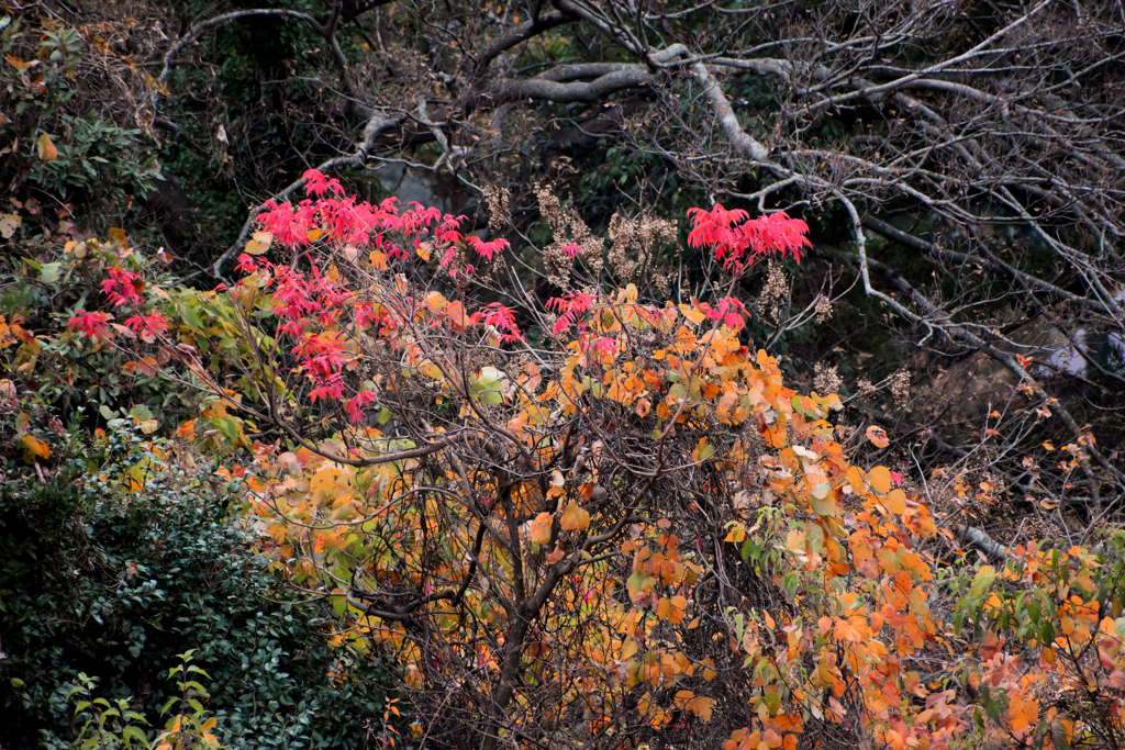 森の中での紅葉