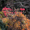森の中での紅葉
