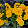 マリーゴールド