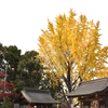 大銀杏