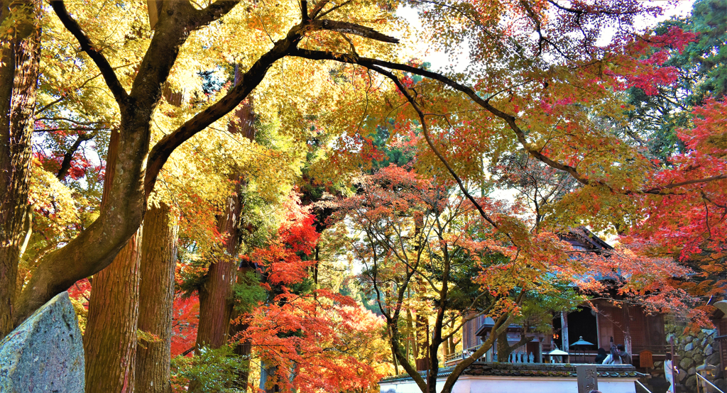 寺の紅葉