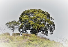 丘の上の一本木