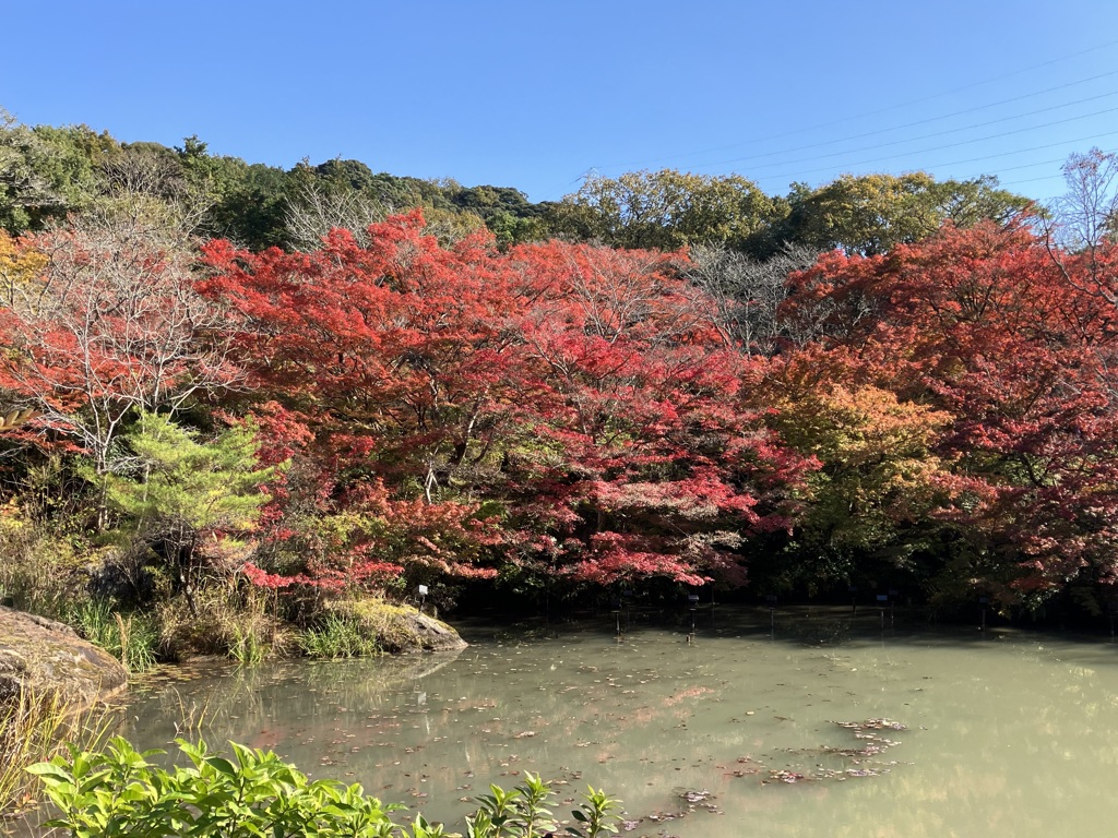 紅葉2