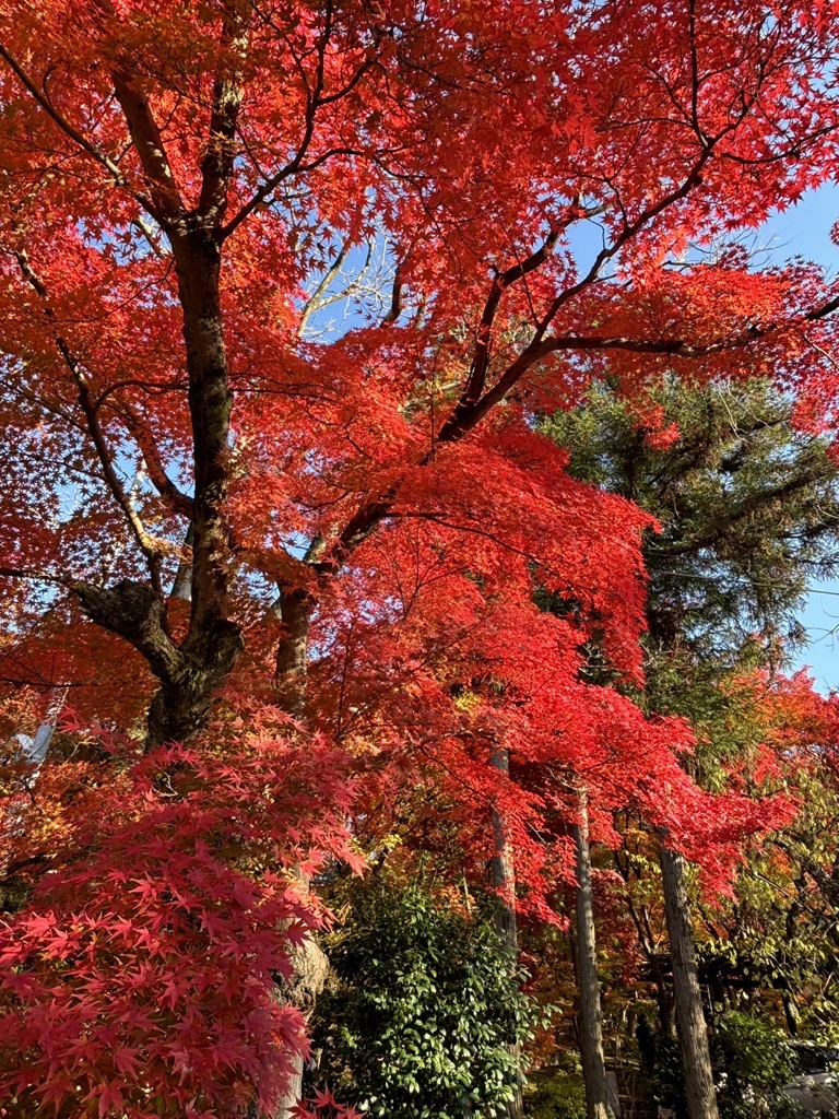公園の紅葉