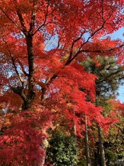 公園の紅葉