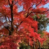 公園の紅葉