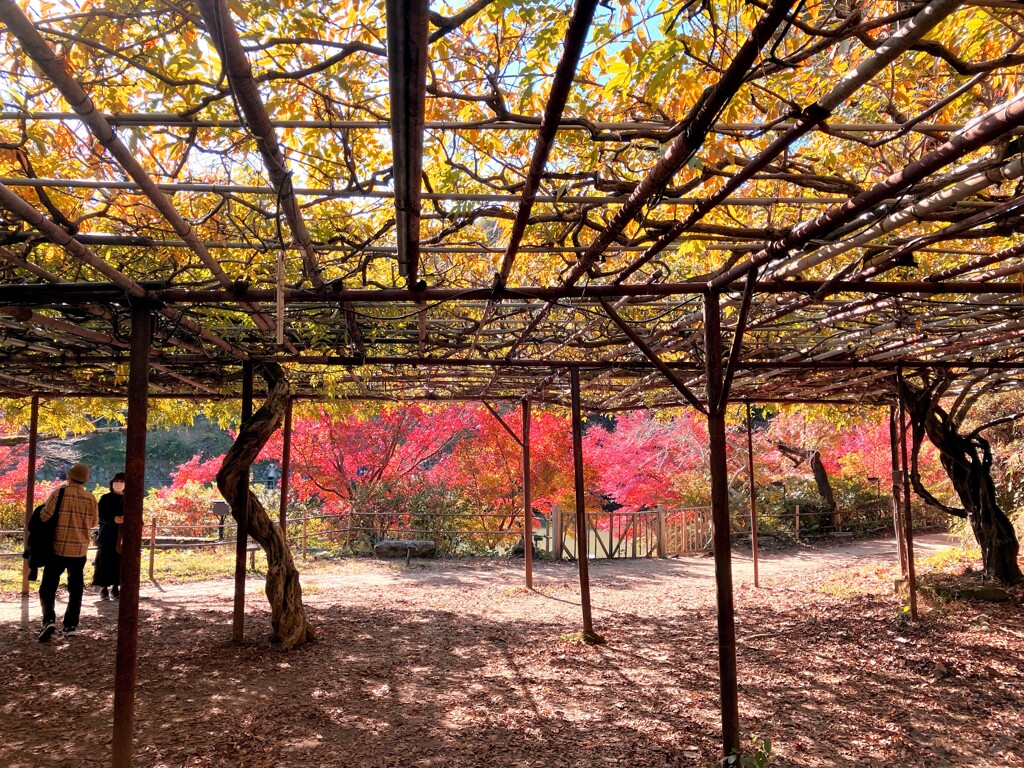 藤棚と紅葉