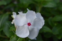 小戸公園の花1