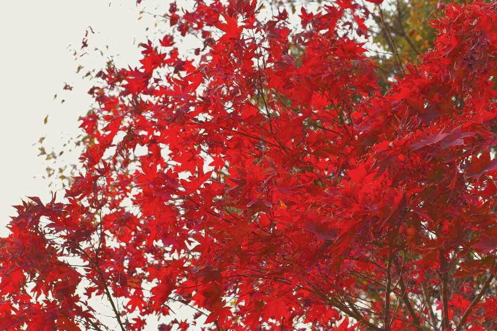 八幡宮の紅葉