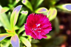ベランダの花