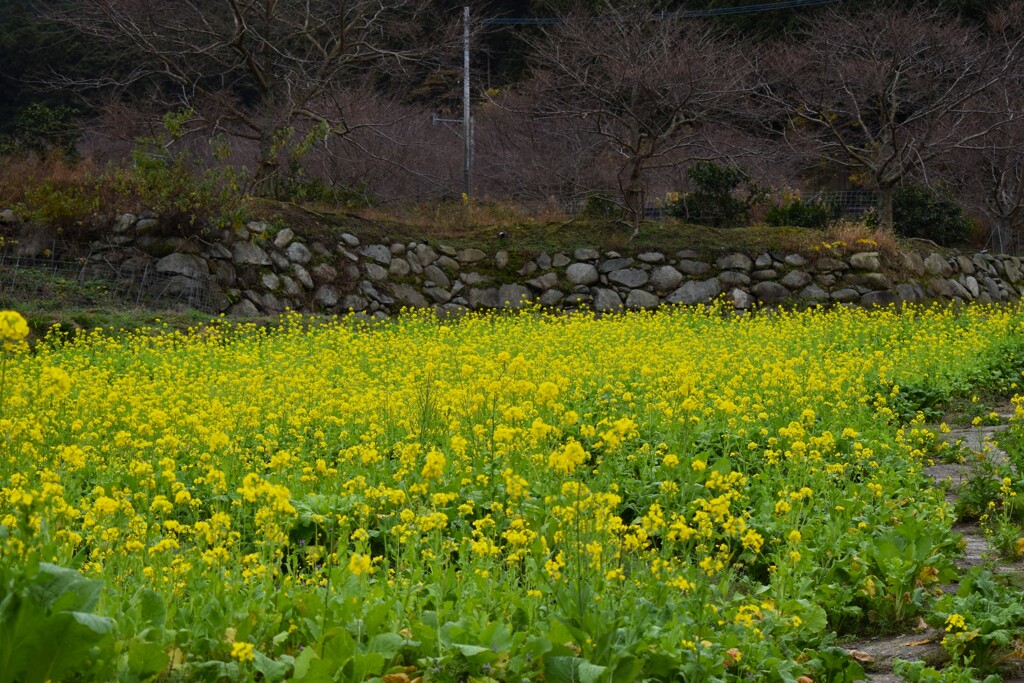 森中の菜の花畑2