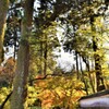 千如寺　紅葉1