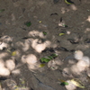 地面にさしこむ丸い光