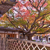 福岡の紅葉