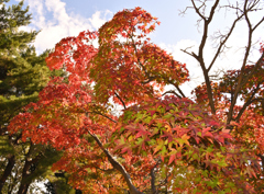 紅葉八幡宮の紅葉