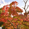 紅葉八幡宮の紅葉