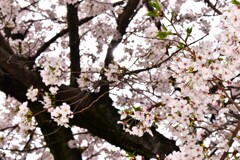 公園の桜