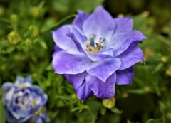 エントランスの花