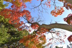 紅葉八幡宮の紅葉