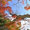 紅葉八幡宮の紅葉