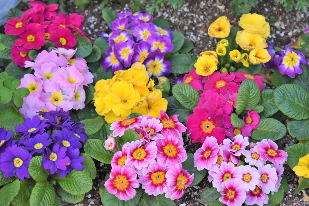 色とりどりの花たち