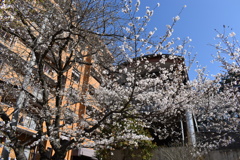 ビルと桜