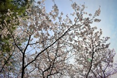 福岡の桜