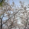 福岡の桜