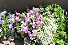 春の花達