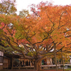 福岡の紅葉