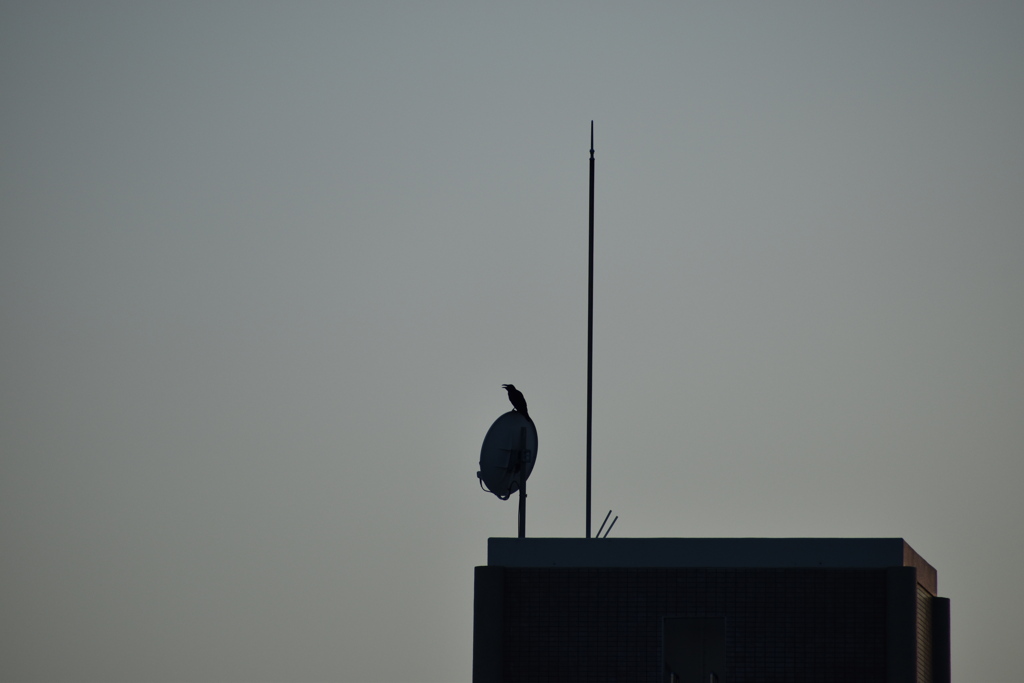 パラボラアンテナの上で休憩するカラス