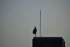 パラボラアンテナの上で休憩するカラス