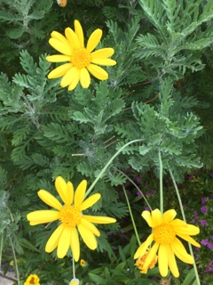 エントランスで咲いていました