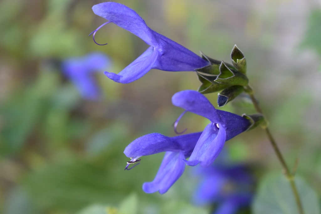 花シリーズ6