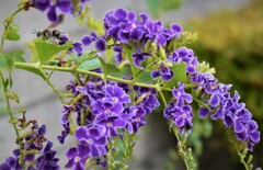 蜂とデュランタ